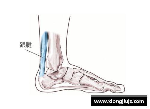 球员跟腱研究：解剖、功能与运动损伤的探索
